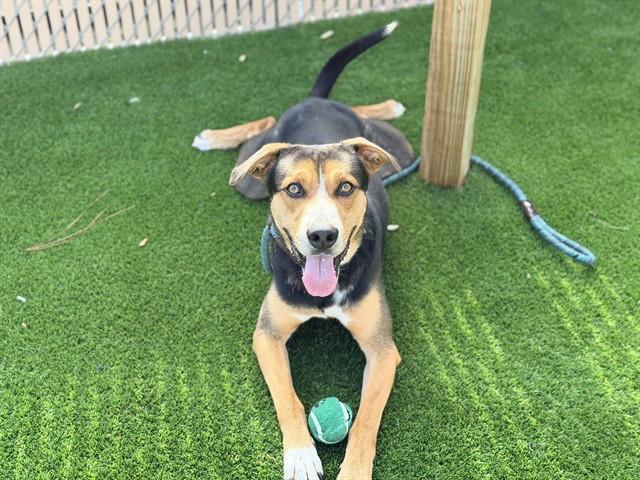 Enlarge TRIDENT, a Adoptable Mixed Breed in Saint Cloud, FL image 1/1