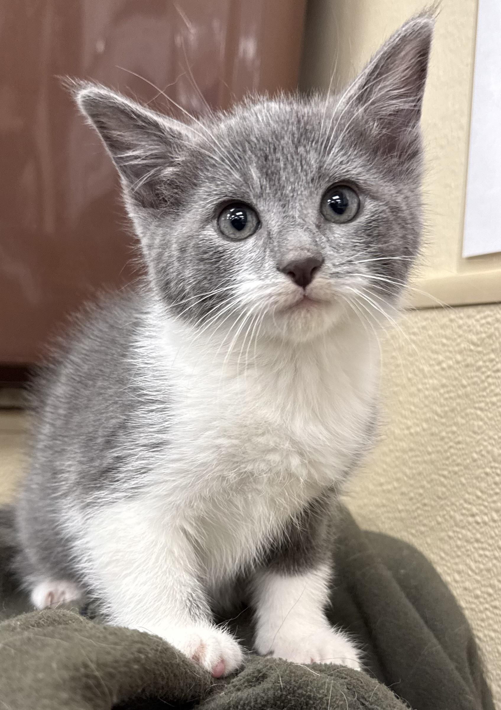 McKenzie, adopted, Kitten Female Domestic Short Hair.