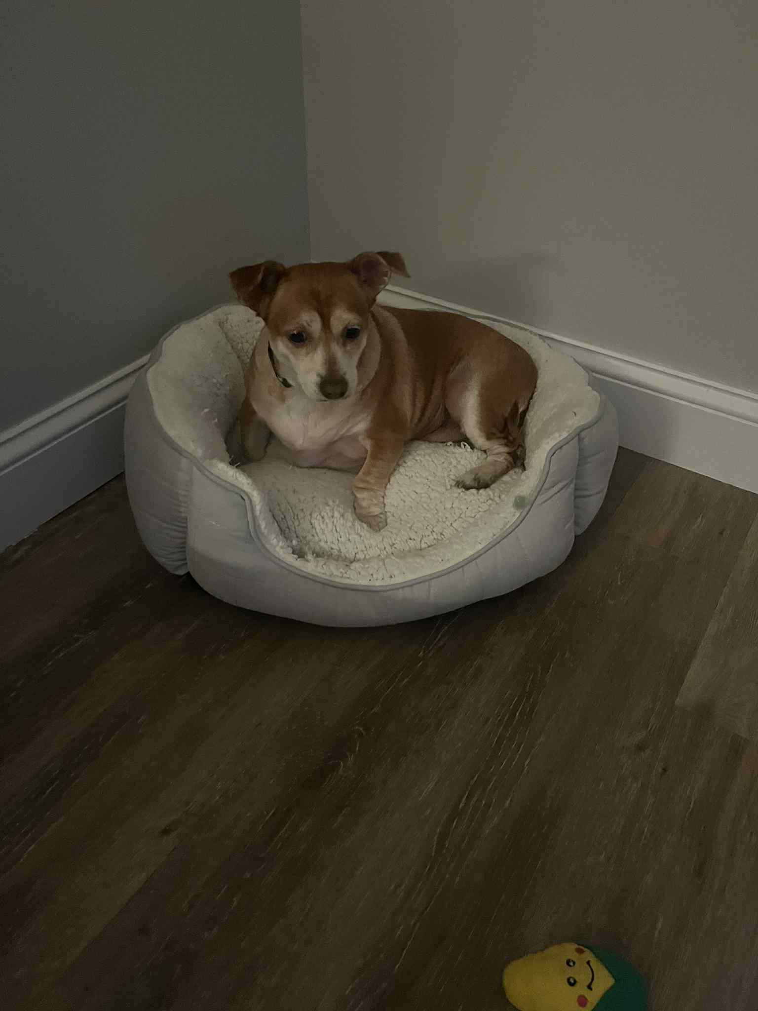 Rosie, Adoptable, Adult Female Chihuahua & Beagle.