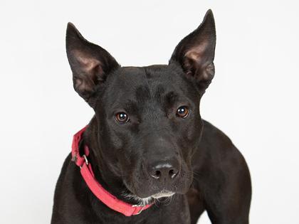 Enlarge Electra, a Adoptable mixed breed in Longmont, CO image 1/2