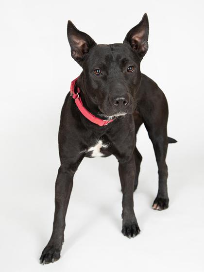 Enlarge Electra, a Adoptable mixed breed in Longmont, CO image 2/2