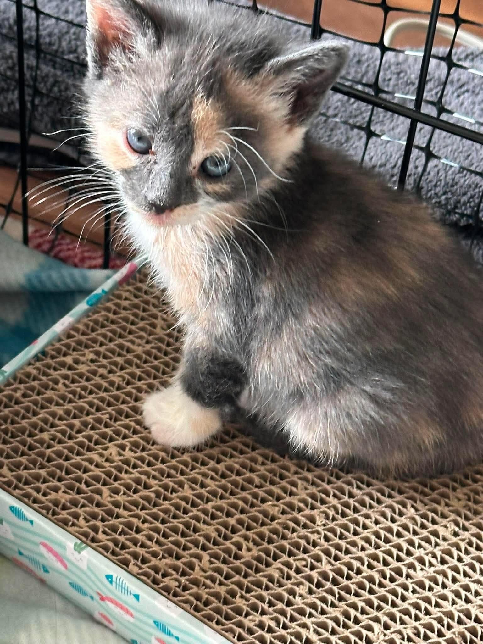 Pixie, a ADOPTABLE Domestic Short Hair in Bonney Lake, WA image 2/4