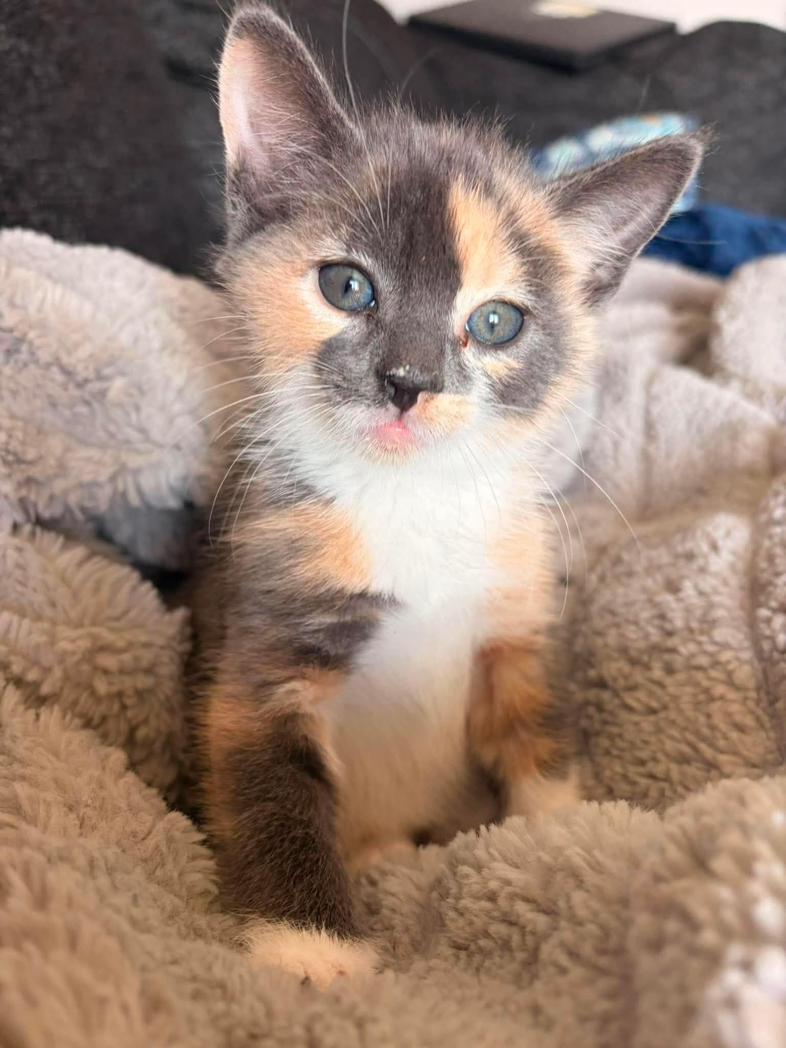 Pixie, a ADOPTABLE Domestic Short Hair in Bonney Lake, WA image 1/4