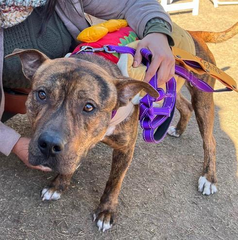 BAXTER, Adoptable, Young Male Staffordshire Bull Terrier.