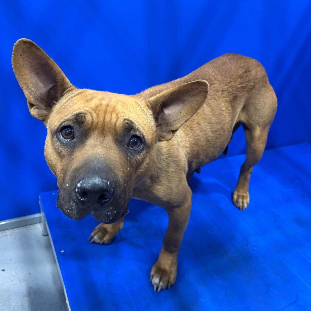 Enlarge Petunia, a Adoptable mixed breed in Kerrville, TX image 1/5