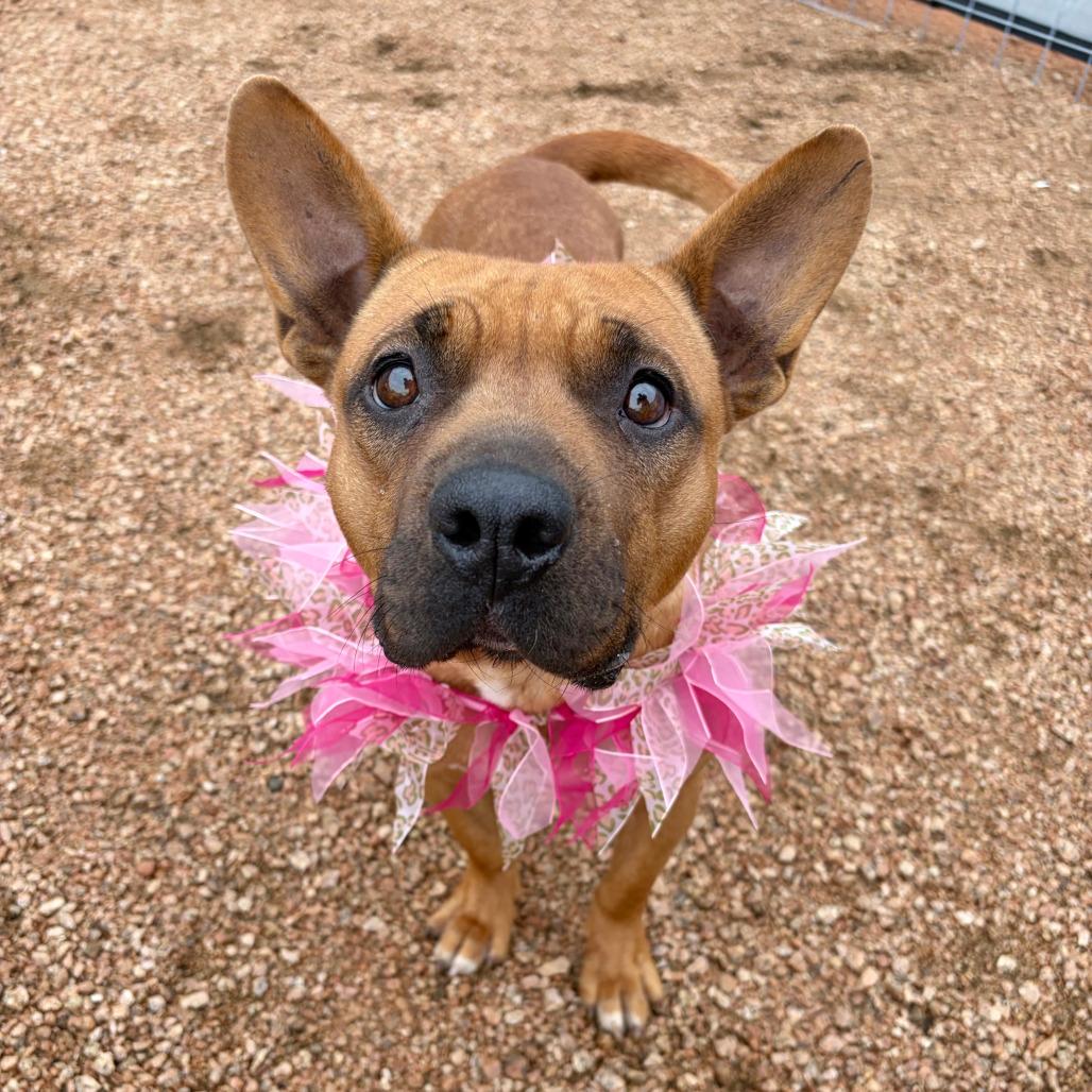 Enlarge Petunia, a Adoptable mixed breed in Kerrville, TX image 2/5