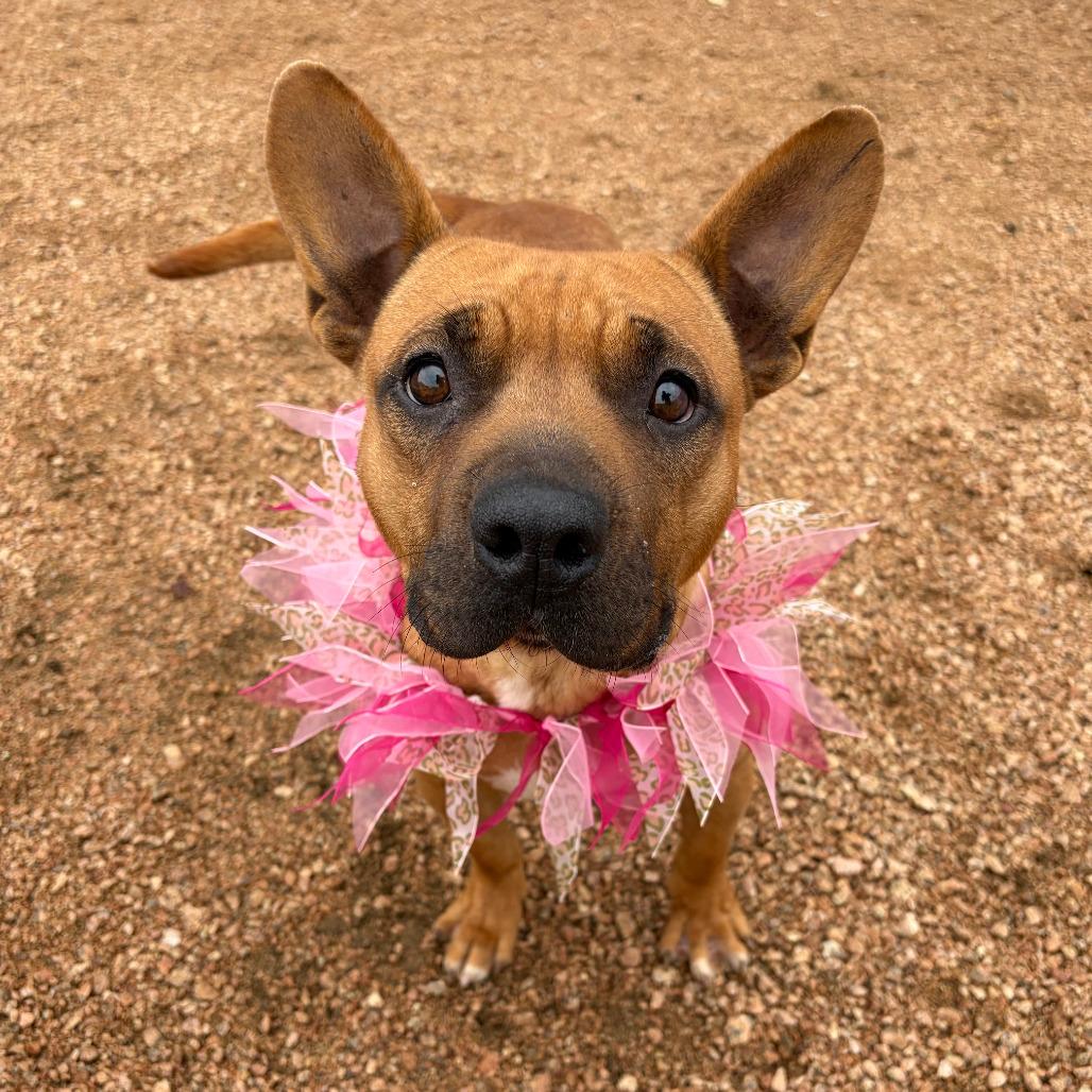 Enlarge Petunia, a Adoptable mixed breed in Kerrville, TX image 3/5