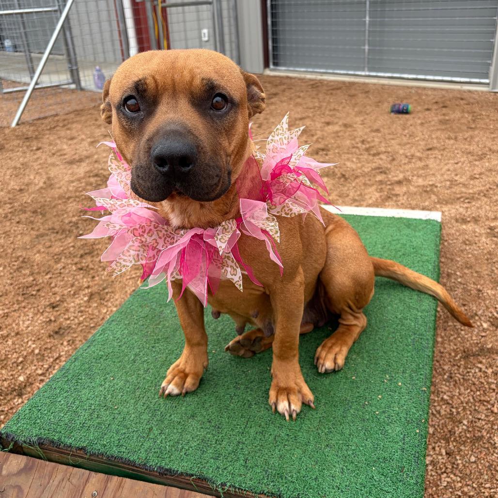 Enlarge Petunia, a Adoptable mixed breed in Kerrville, TX image 4/5