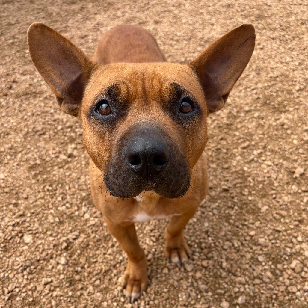 Petunia, Adoptable, Adult Female American Staffordshire Terrier & Mixed Breed.