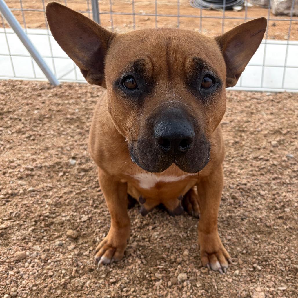 Enlarge Petunia, a Adoptable mixed breed in Kerrville, TX image 5/5