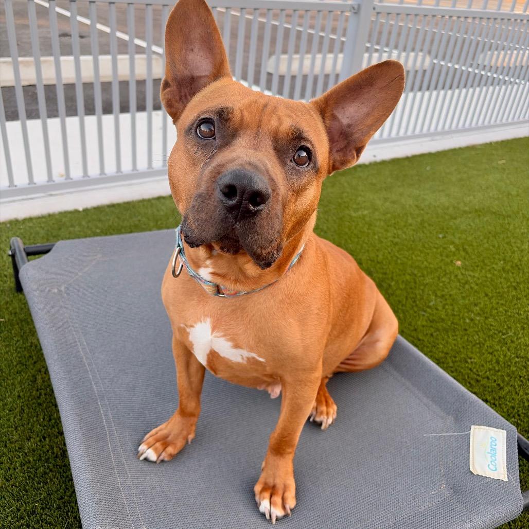 Petunia, Adoptable, Adult Female American Staffordshire Terrier & Mixed Breed.