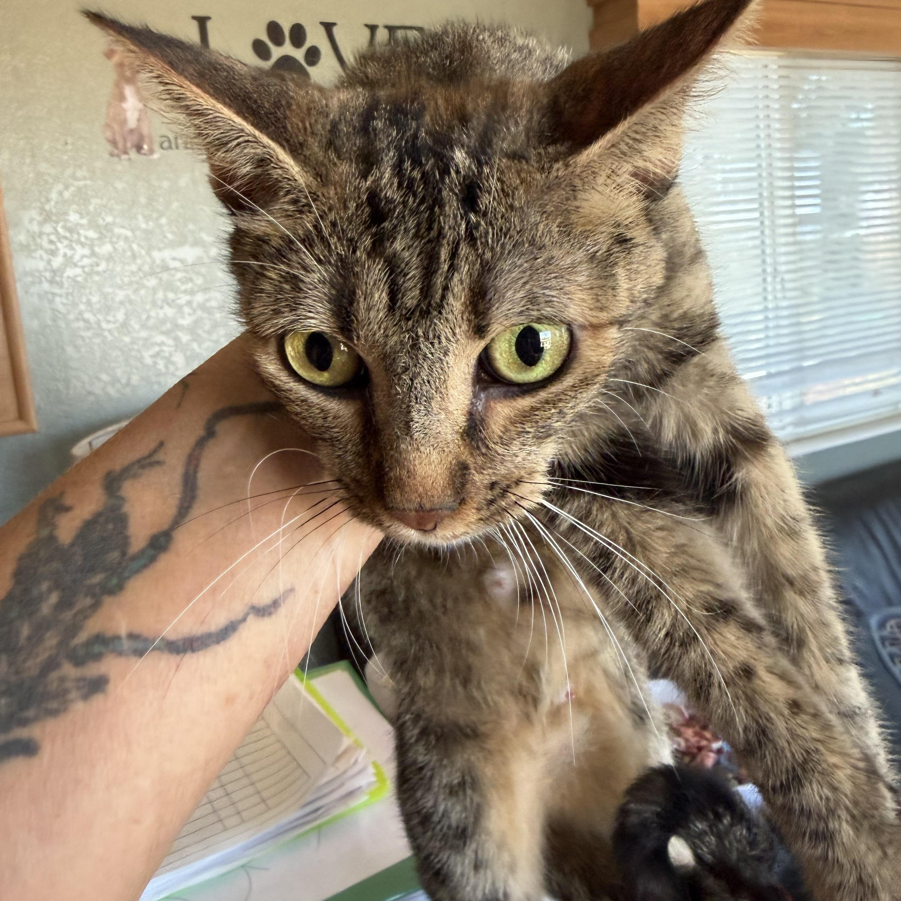 Mamma, Adoptable, Young Female Domestic Short Hair.