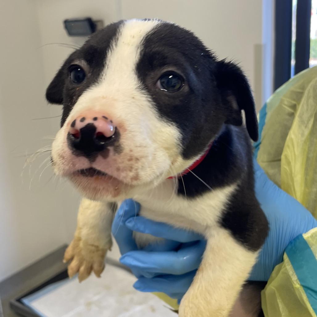 Chowder, Adoptable, Puppy Male Pit Bull Terrier & Mixed Breed.