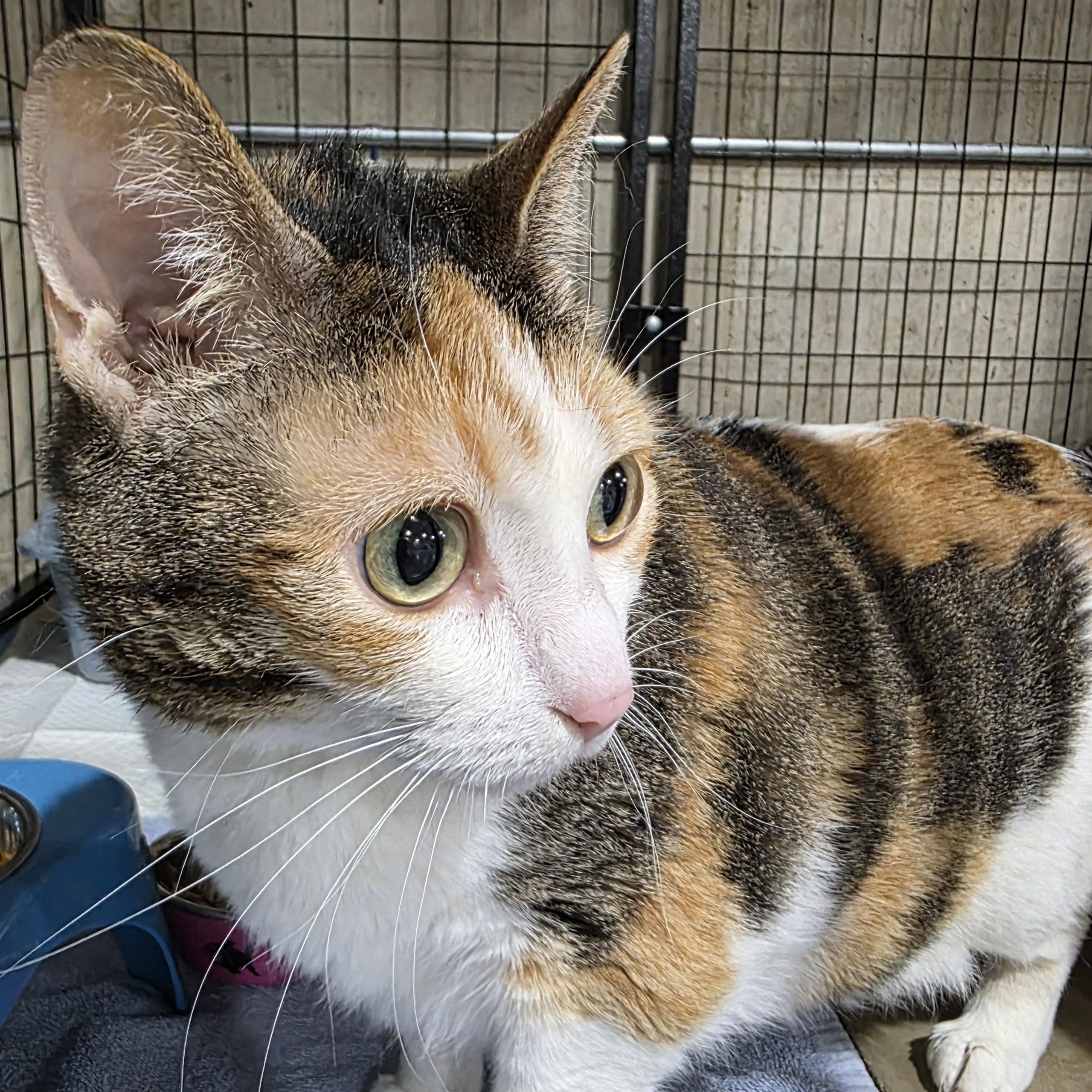 Enlarge Pumpkin, a Adoptable Domestic Short Hair in Sauk City, WI image 3/4