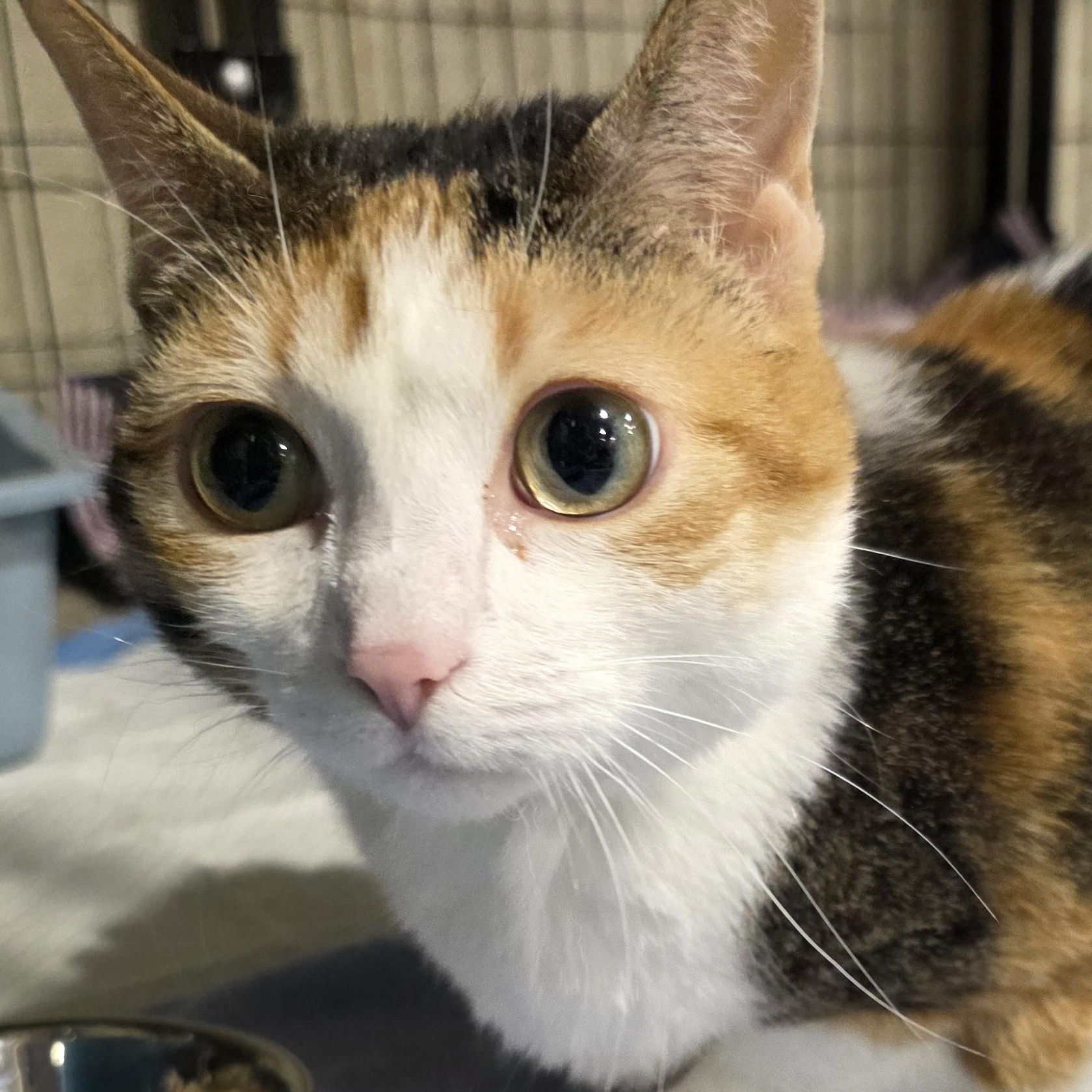 Enlarge Pumpkin, a Adoptable Domestic Short Hair in Sauk City, WI image 1/4