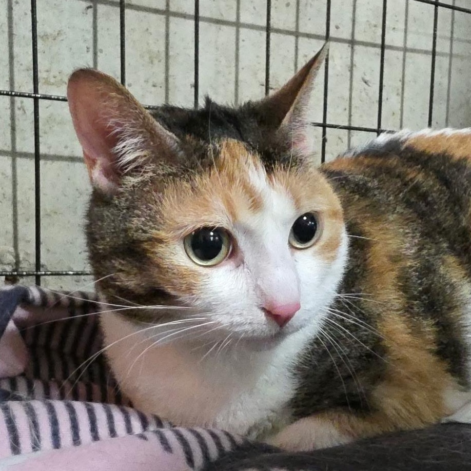 Enlarge Pumpkin, a Adoptable Domestic Short Hair in Sauk City, WI image 2/4