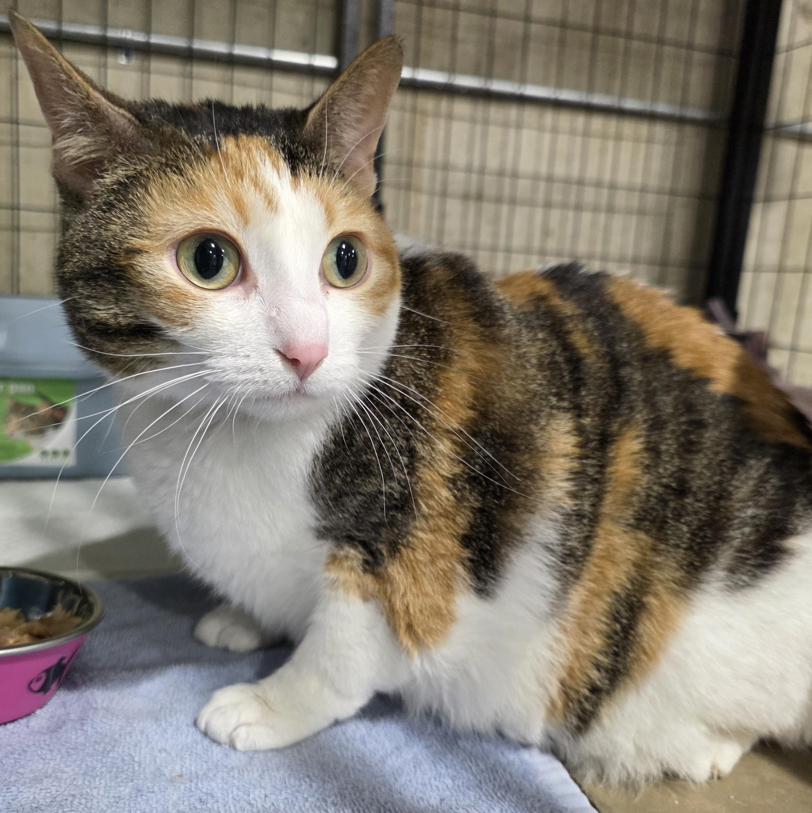 Enlarge Pumpkin, a Adoptable Domestic Short Hair in Sauk City, WI image 4/4