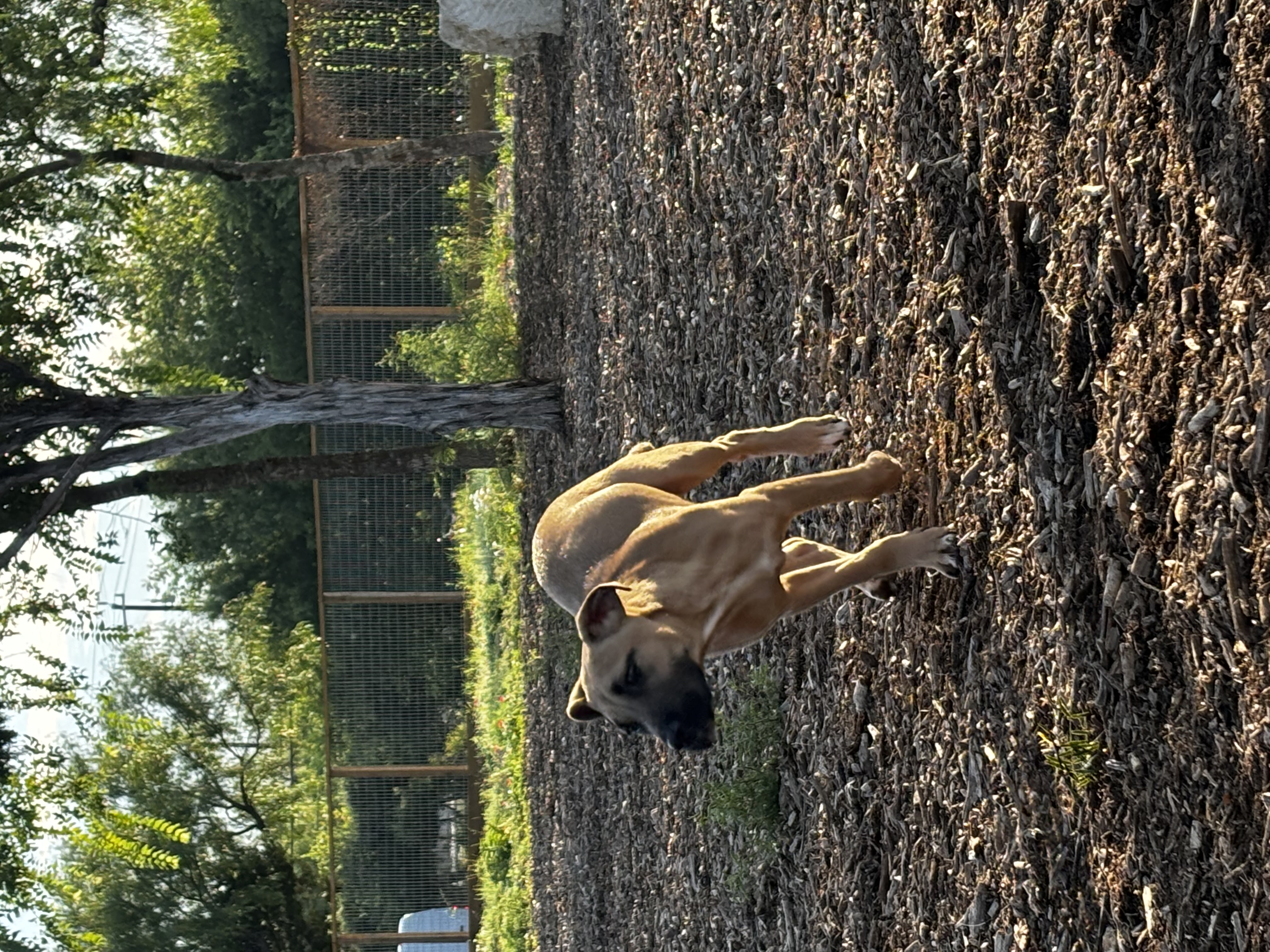 Enlarge Stanley, a Adoptable Black Mouth Cur in San Antonio, TX image 4/6