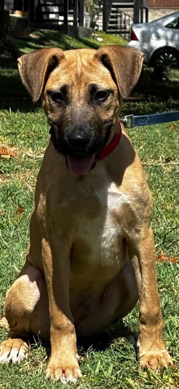 Enlarge Stanley, a Adoptable Black Mouth Cur in San Antonio, TX image 3/6