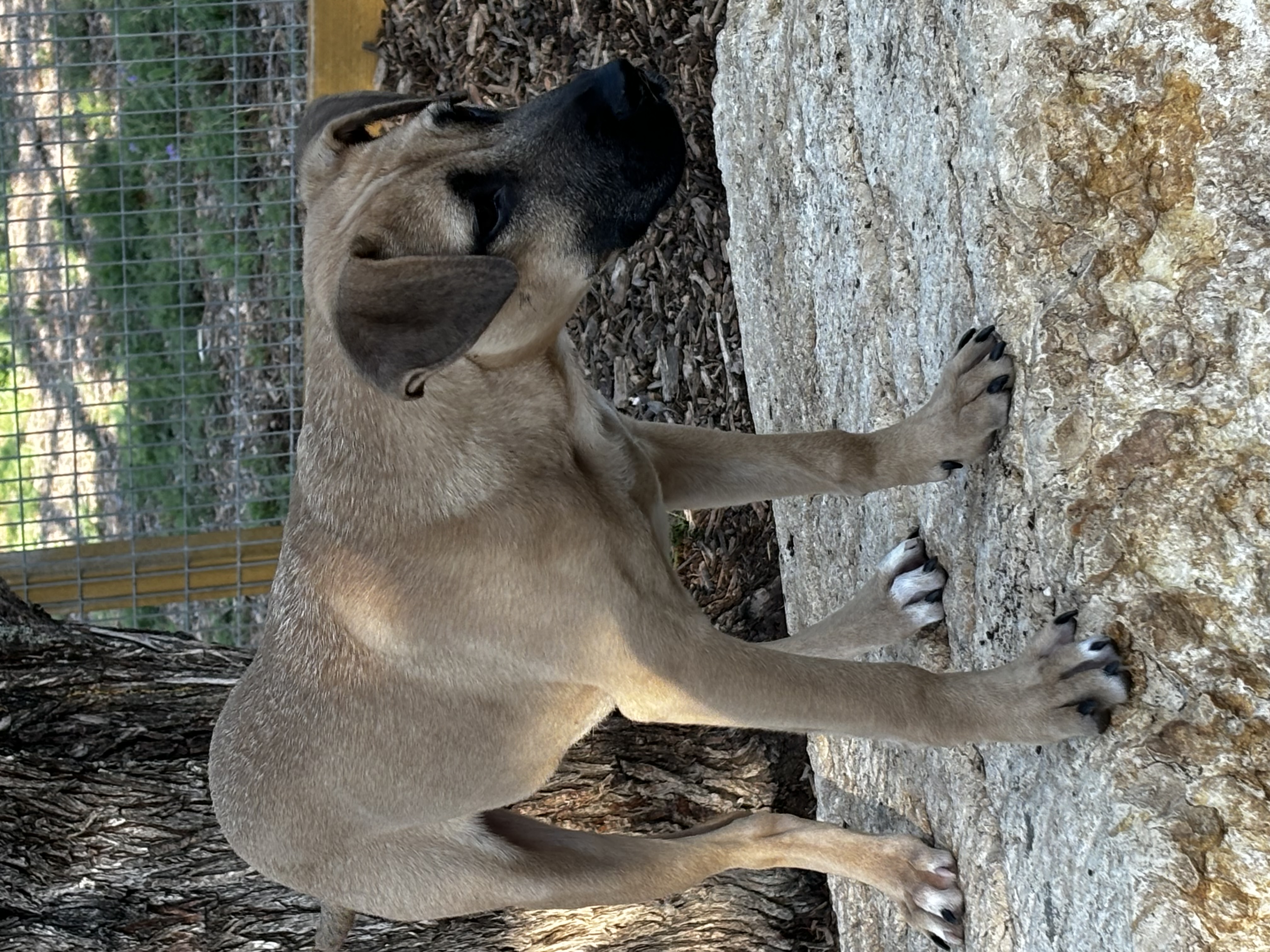 Enlarge Stanley, a Adoptable Black Mouth Cur in San Antonio, TX image 2/6