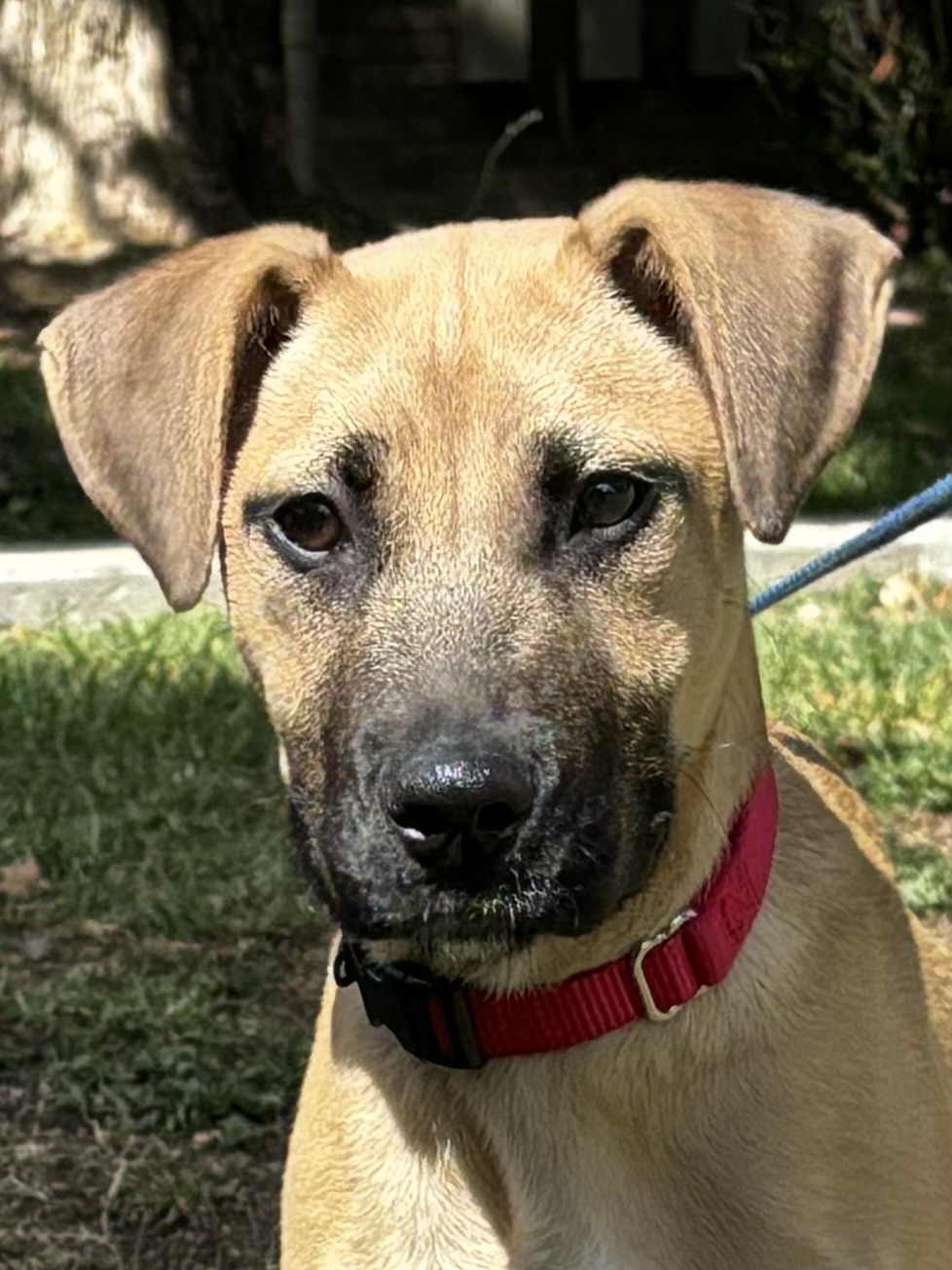 Enlarge Stanley, a Adoptable Black Mouth Cur in San Antonio, TX image 1/6