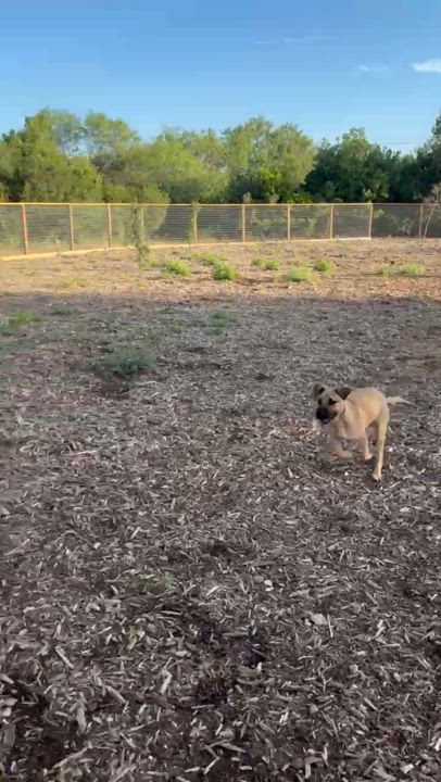 Enlarge Stanley, a Adoptable Black Mouth Cur in San Antonio, TX video 5/6