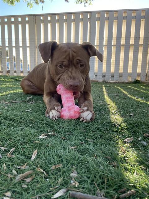 COOPER, Adoptable, Adult Male Pit Bull Terrier.