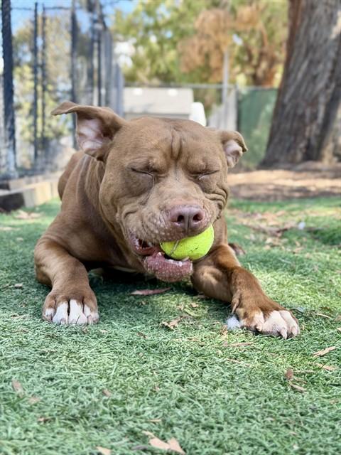 Enlarge COOPER, a Adoptable Pit Bull Terrier in Fremont, CA image 1/1