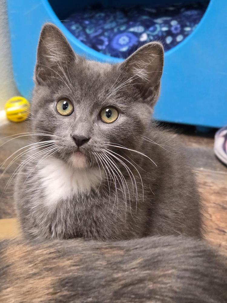 Trinity (gets adopted with Sedona ), an adoptable Tuxedo in Westminster, CO image 5/6