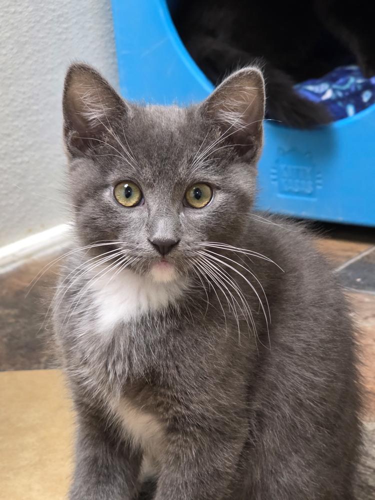 Trinity (gets adopted with Sedona ), an adoptable Tuxedo in Westminster, CO image 3/6