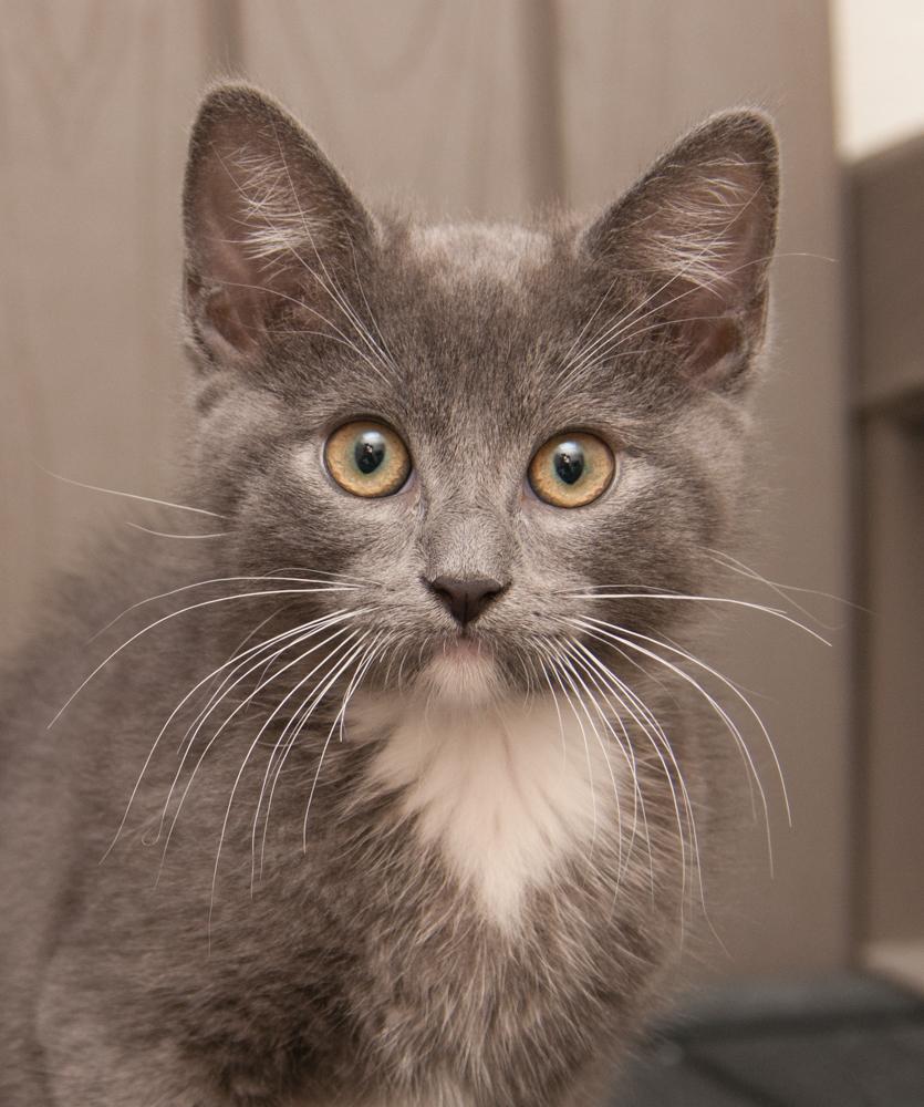 Trinity (gets adopted with Sedona ), adoptable, Kitten Female Tuxedo.