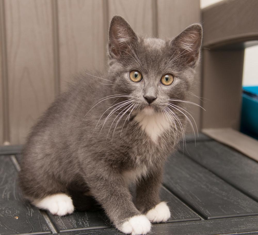 Trinity (gets adopted with Sedona ), an adoptable Tuxedo in Westminster, CO image 2/6