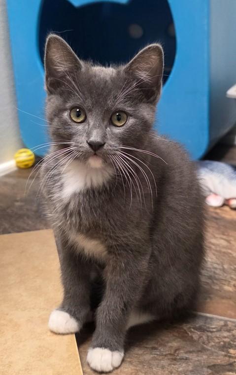 Trinity (gets adopted with Sedona ), an adoptable Tuxedo in Westminster, CO image 6/6