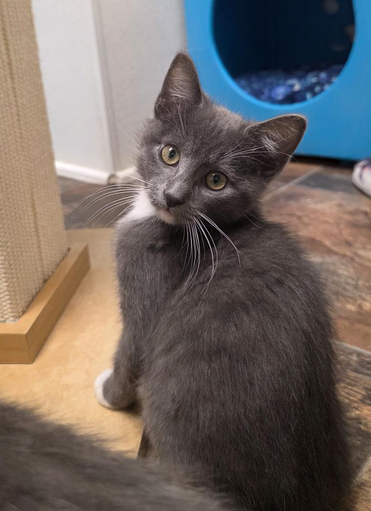 Trinity (gets adopted with Sedona ), an adoptable Tuxedo in Westminster, CO image 4/6
