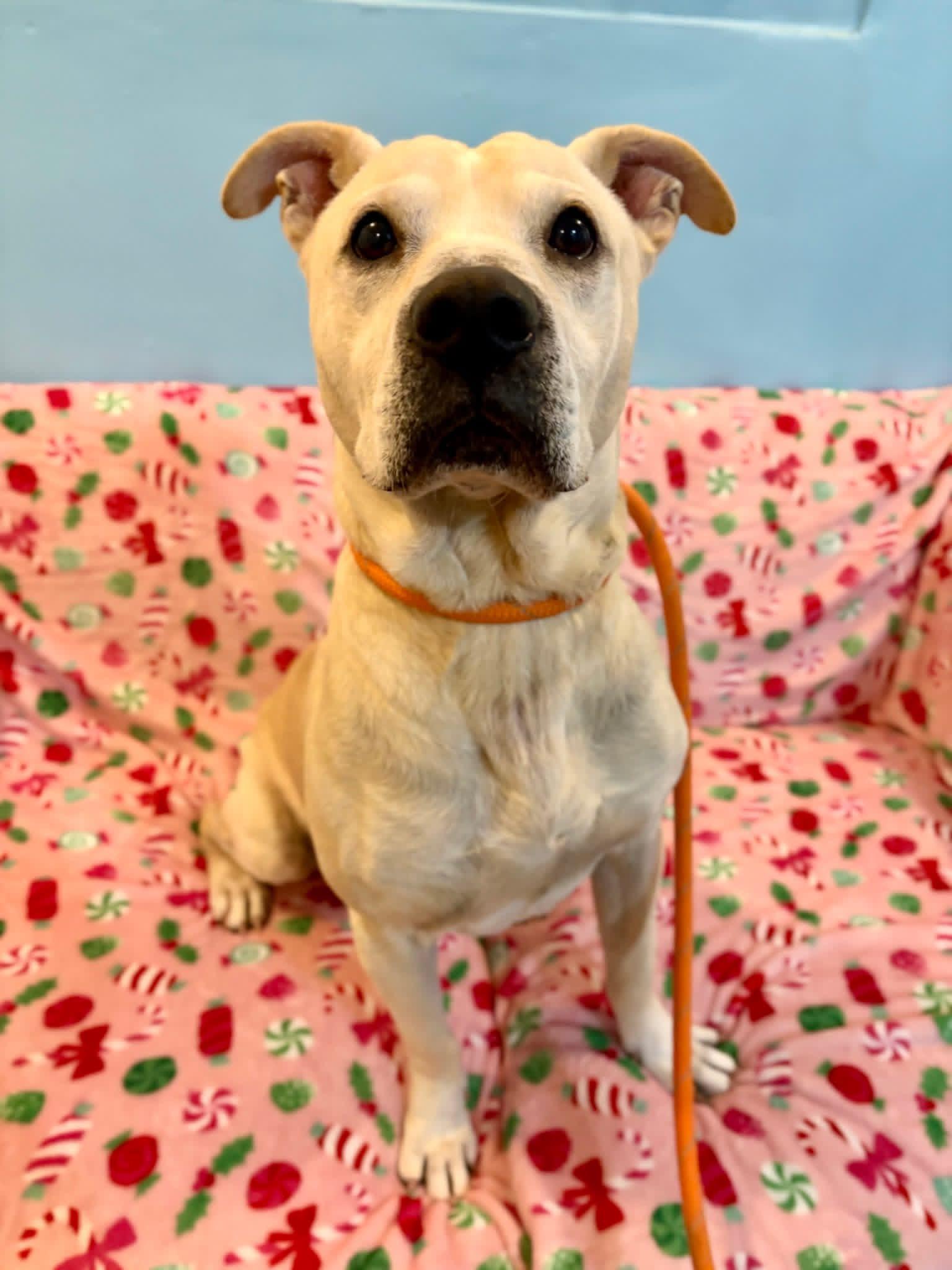 Enlarge KILO, a ADOPTABLE mixed breed in Ashland, OH image 1/1