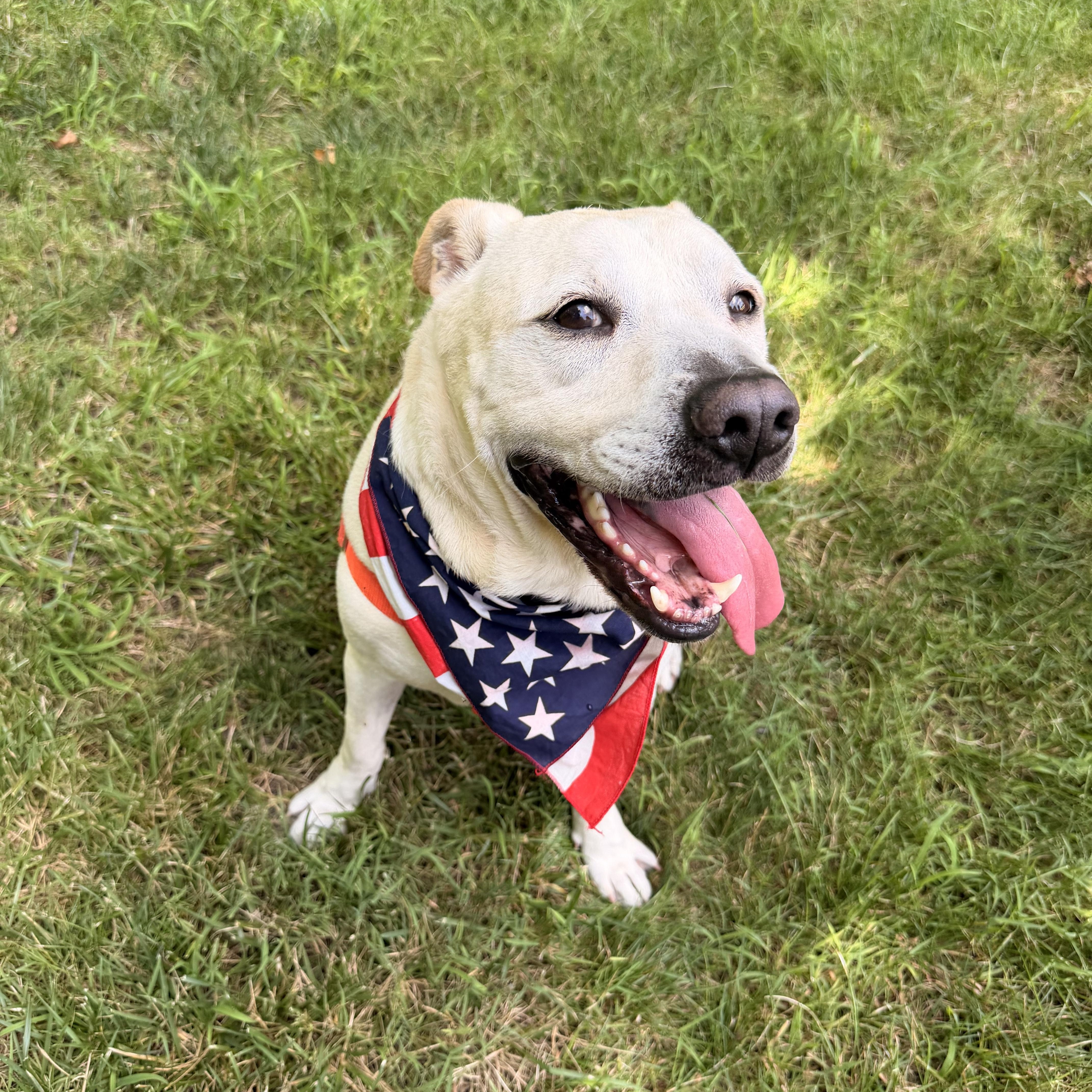 KILO, ADOPTABLE, Adult Male Terrier.