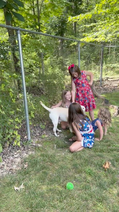 Enlarge KILO, a ADOPTABLE mixed breed in Ashland, OH video 2/3