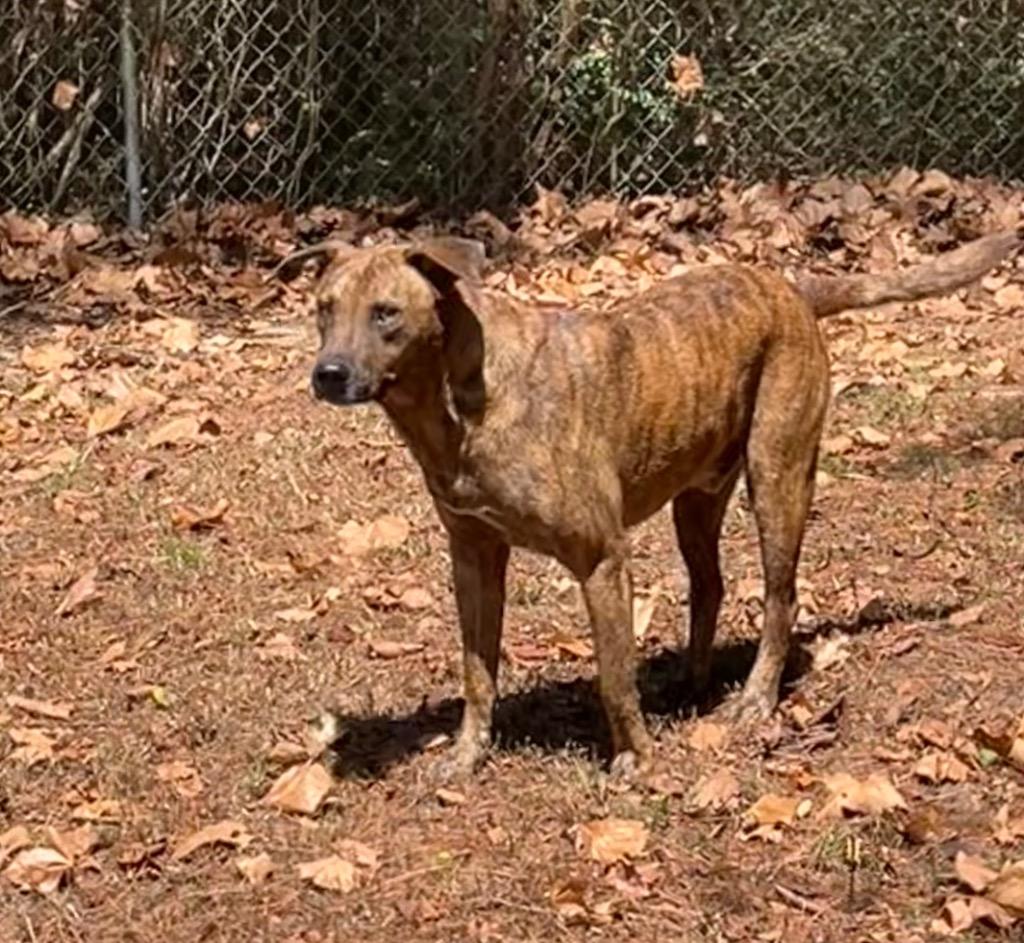 Tigger, Adoptable, Adult Male Plott Hound & Chow Chow.