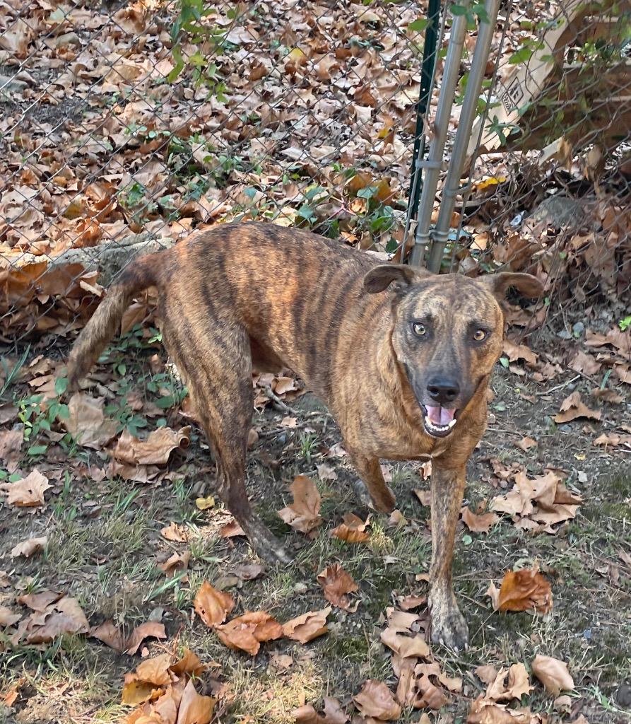 Enlarge Tigger, a Adoptable mixed breed in Mena, AR image 2/2