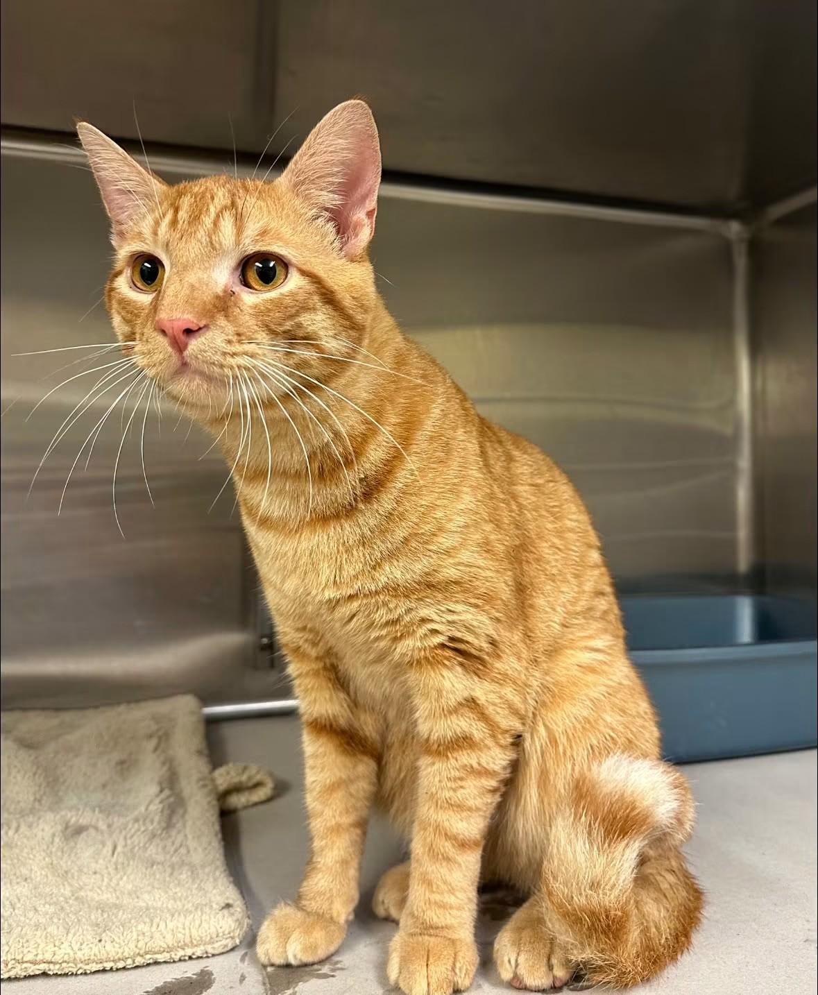 Enlarge OJ, a Adopted Domestic Short Hair in Parsippany, NJ image 2/3