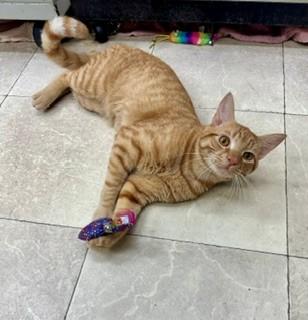 Enlarge OJ, a Adopted Domestic Short Hair in Parsippany, NJ image 3/3