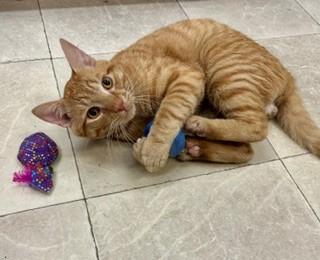 OJ, Adopted, Adult Male Domestic Short Hair.