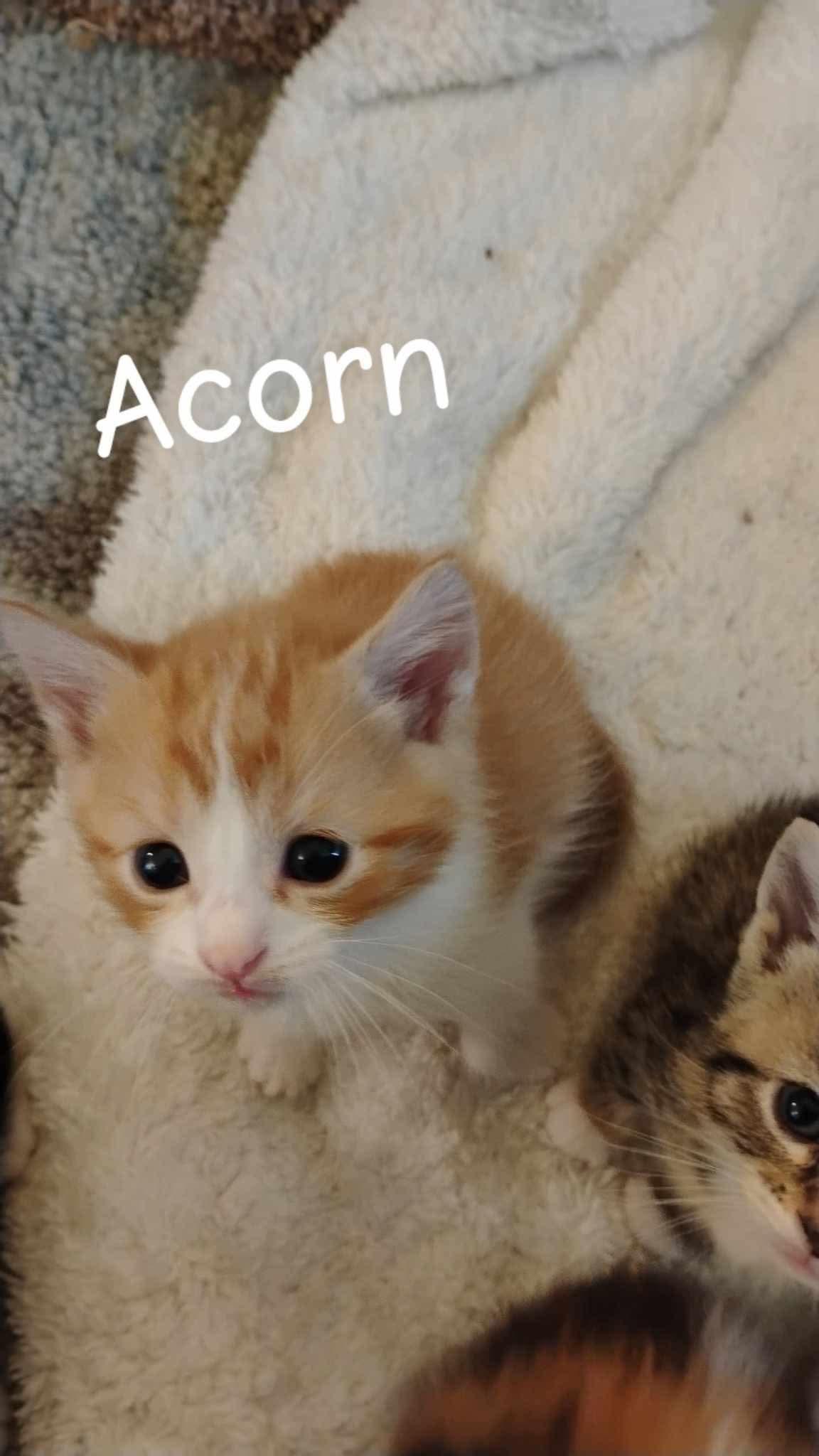 Acorn
