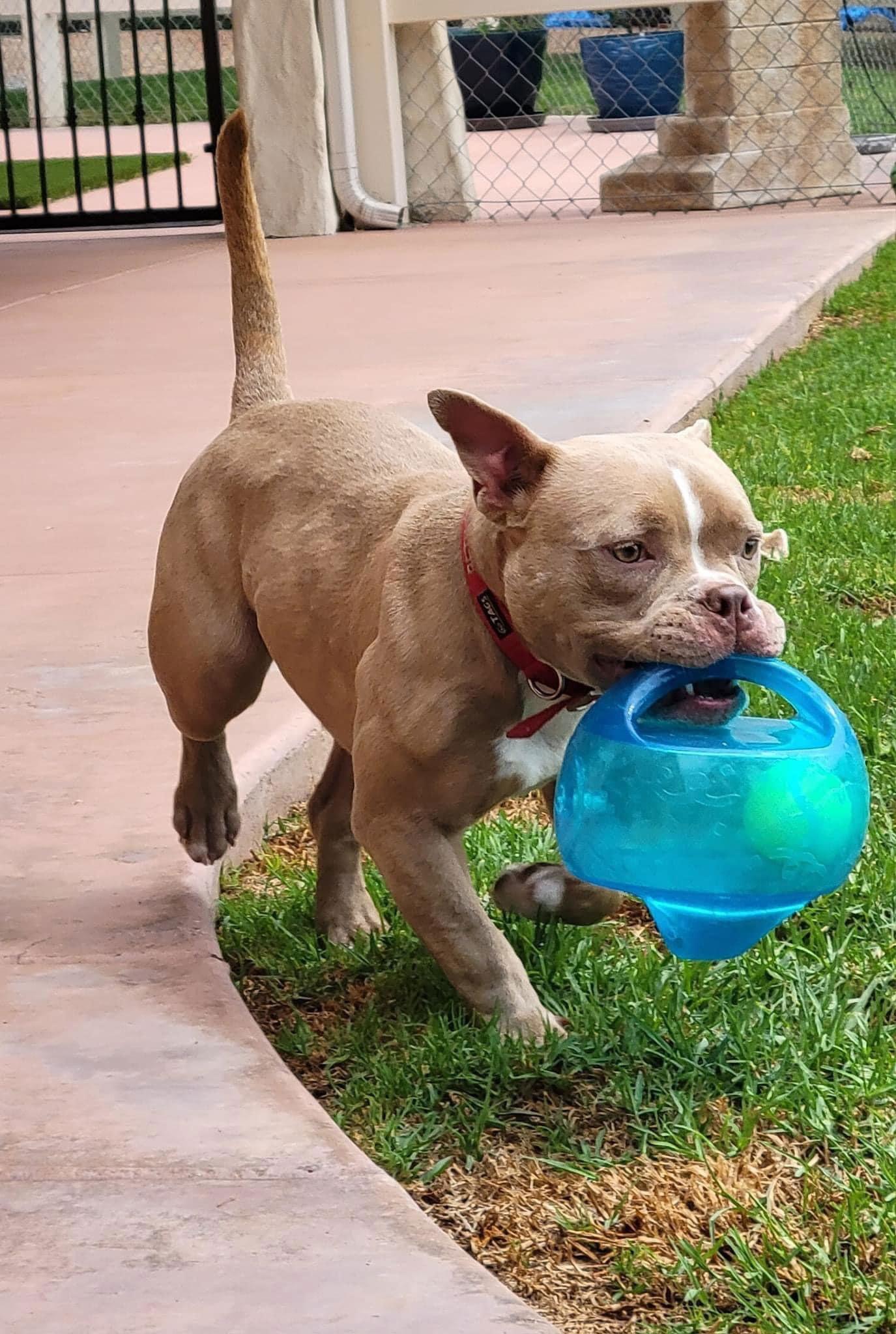 Karma, Adoptable, Young Female Staffordshire Bull Terrier.