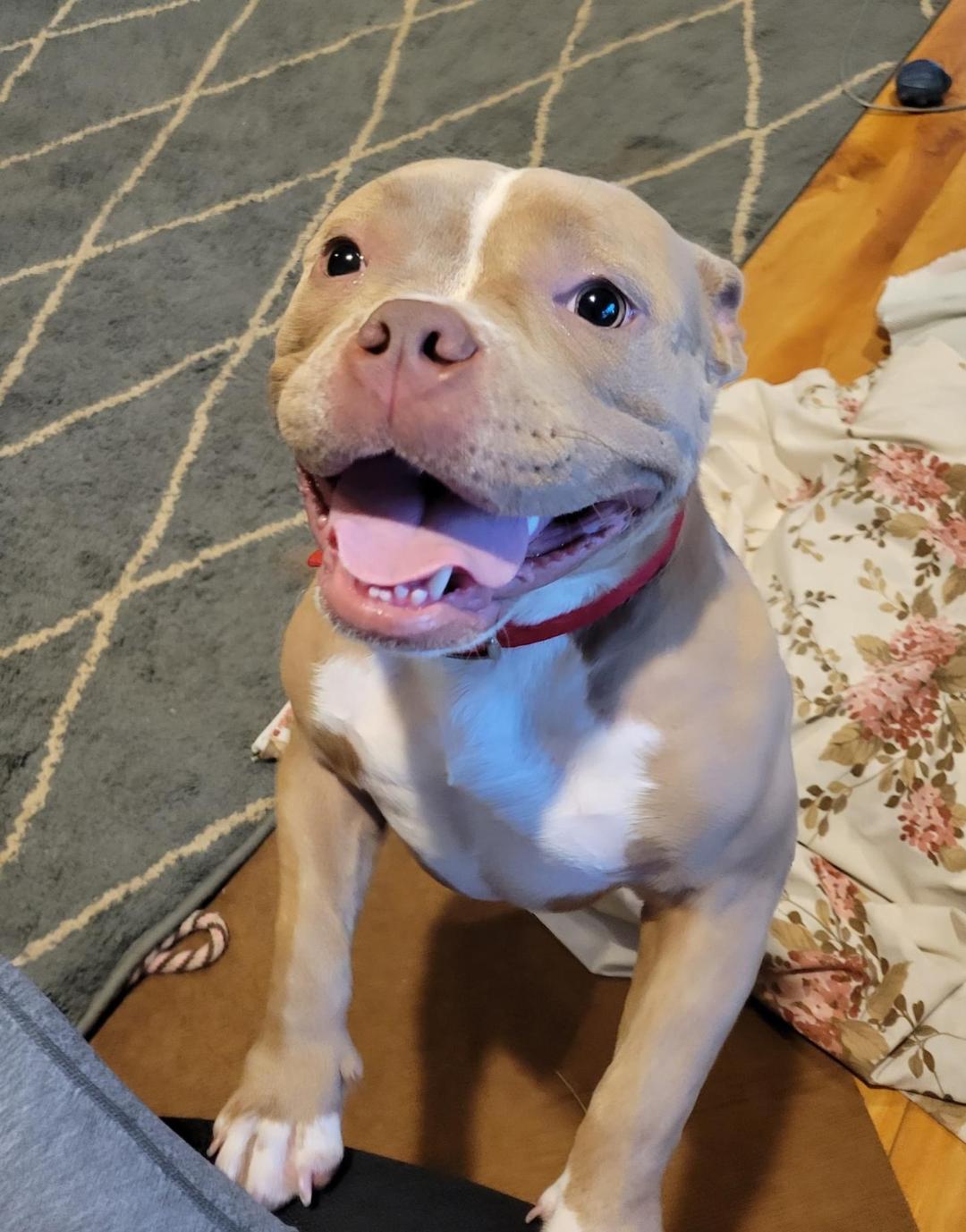 Karma, a Adoptable Staffordshire Bull Terrier in San Diego, CA image 2/3