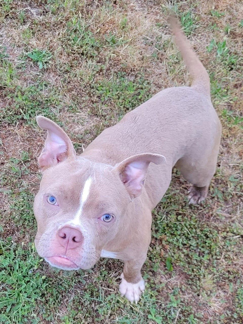 Karma, a Adoptable Staffordshire Bull Terrier in San Diego, CA image 3/3