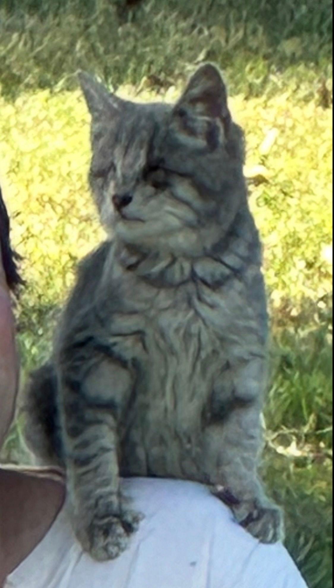 Enlarge Bonkers, a Adopted Domestic Short Hair in Lake Saint Louis, MO image 1/1