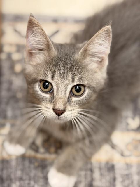 Enlarge Wednesday, a Adoptable Domestic Short Hair in Douglas, MI image 2/2
