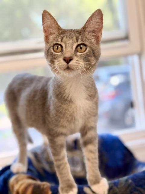 Wednesday, Adoptable, Kitten Female Domestic Short Hair.