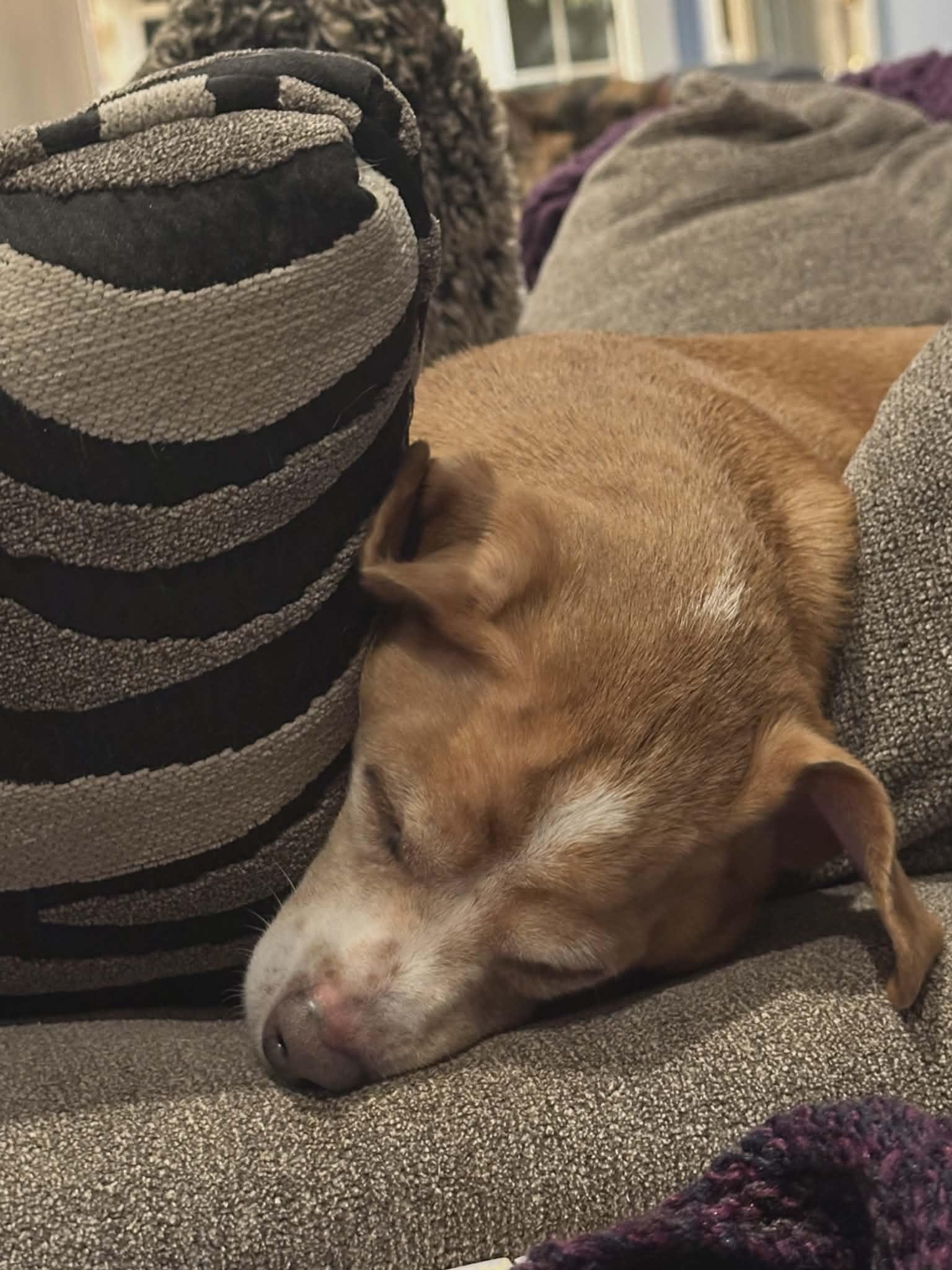 Enlarge Sandy (Bev-fostered in NE), an adoptable mixed breed in Brooklyn, CT image 3/4